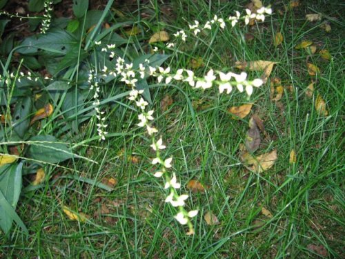 Virginia Knotweed (Polygonum virginianum)