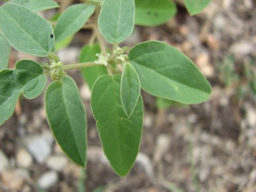 One-seeded Croton (Croton monanthogynus)