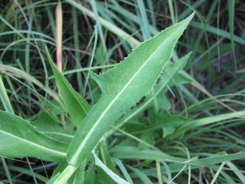 Canada Lettuce (Lactuca canadensis)