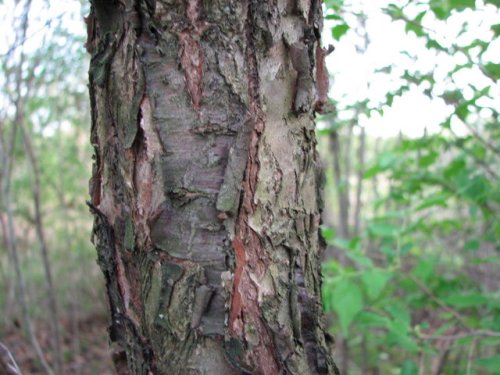 Mexican Plum (Prunus mexicana)