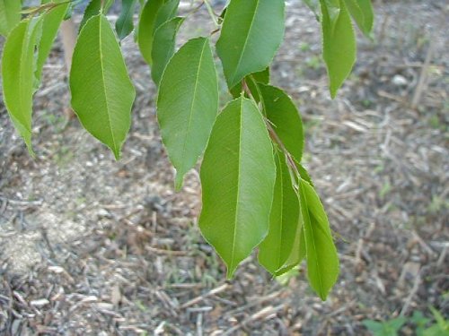 Black Cherry (Prunus serotina)