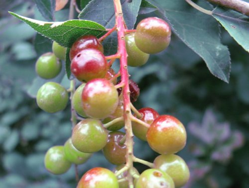 Choke Cherry (Prunus virginiana)