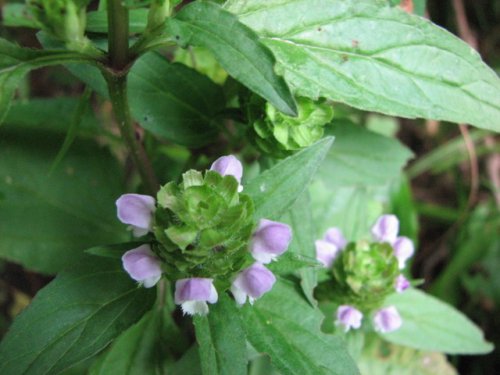 Common Selfheal (Prunella vulgaris)