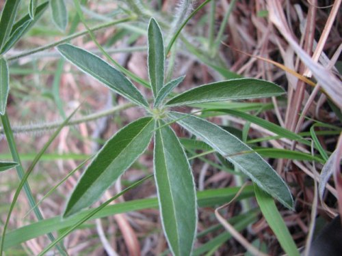 Prairie Turnip (Psoralea esculenta)