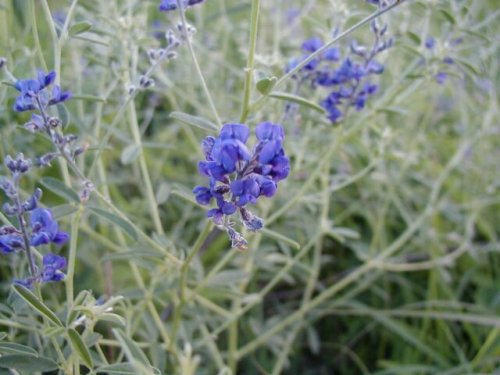 Slim Flower Scufpea (Psoralea tenuiflora)