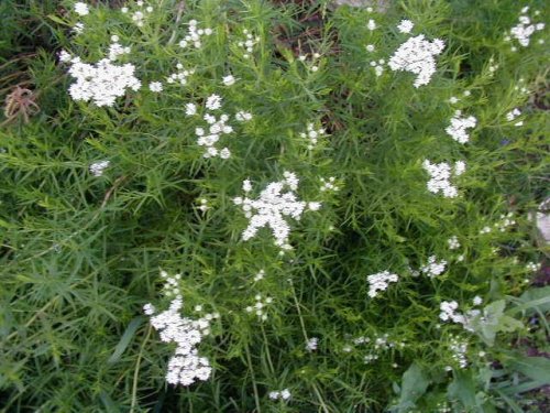 Slender Mountain Mint (Pycnanthemum tenuifolium)