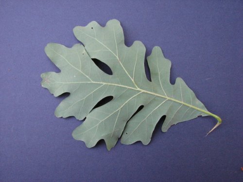 White Oak (Quercus alba)