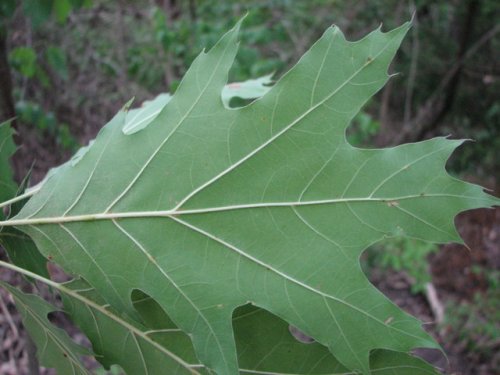 Red Oak (Quercus borealis)