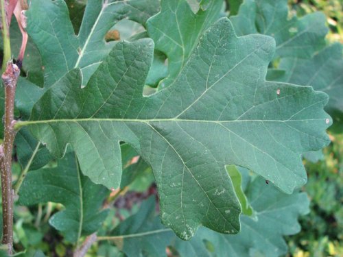 Bur Oak (Quercus macrocarpa)