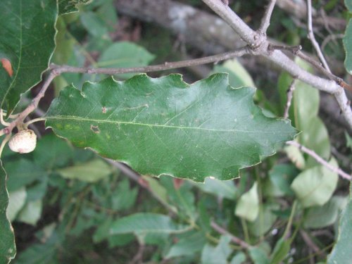 Dwarf Chinquapin Oak (Quercus prinoides)