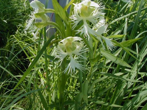 Prairie Fringed Orchid (Platanthera praeclara)