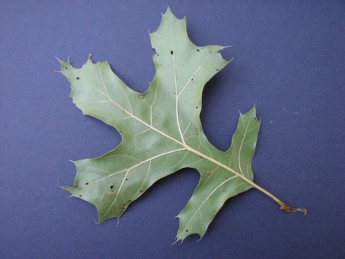 Shummard's Oak (Quercus shumardii)