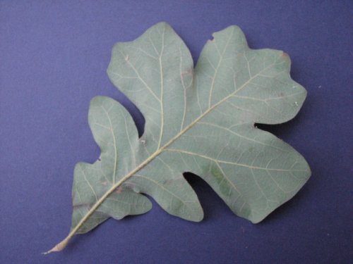 Post Oak (Quercus stellata)