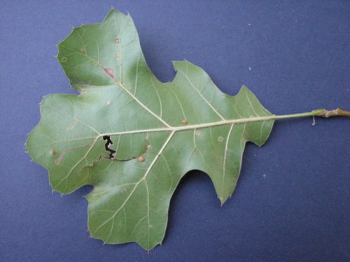 Black Oak (Quercus velutina)