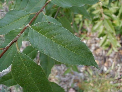 Buckthorn (Rhamnus lanceolata)