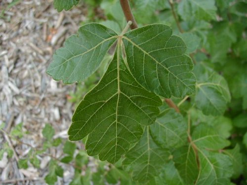 Aromatic Sumac (Rhus aromatica)