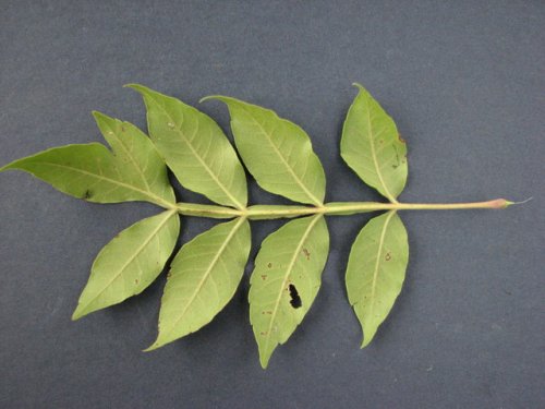 Winged Sumac (Rhus copallina)