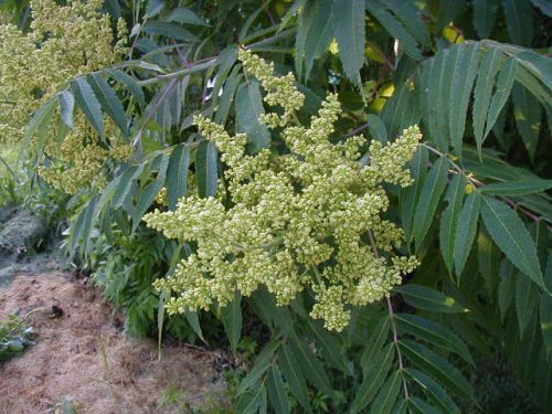 Smooth Sumac (Rhus glabra)