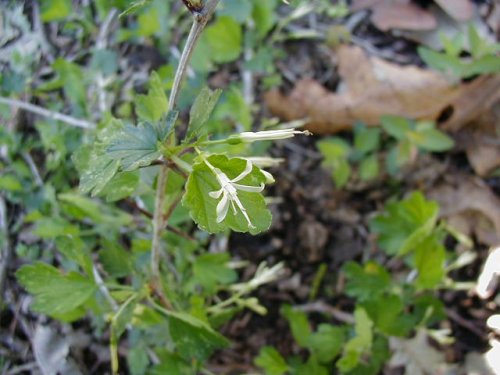 Wild Gooseberry (Ribes missouriense)