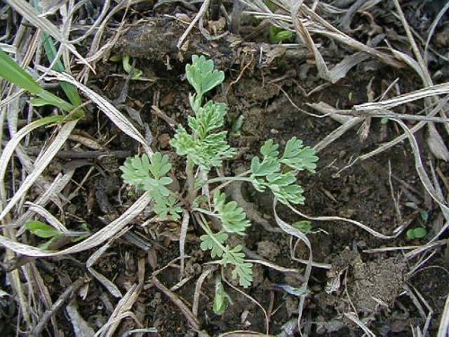 Slender Fumewort (Corydalis micrantha)