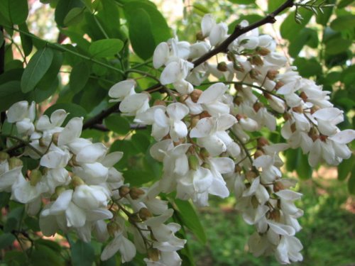 Black Locust (Robinia pseudoacacia)