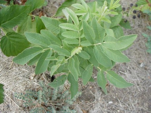 Prairie Rose (Rosa arkansana)