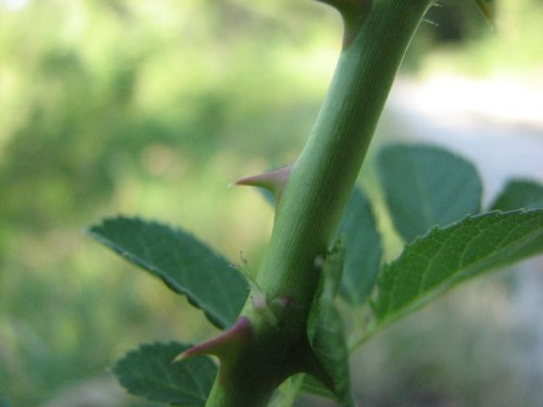 Multiflora Rose (Rosa multiflora)