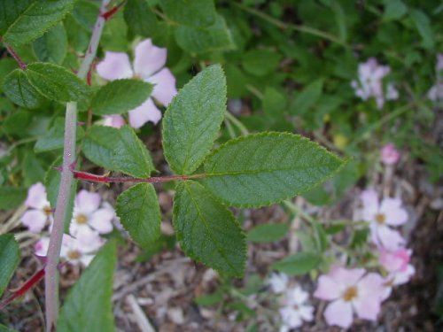 Climbing Prairie Rose (Rosa setigera)