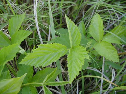 Black Raspberry (Rubus occidentalis)