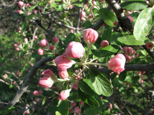 Prairie Crabapple (Malus ioensis)