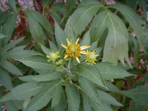 Cutleaf Coneflower (Rudbeckia laciniata)