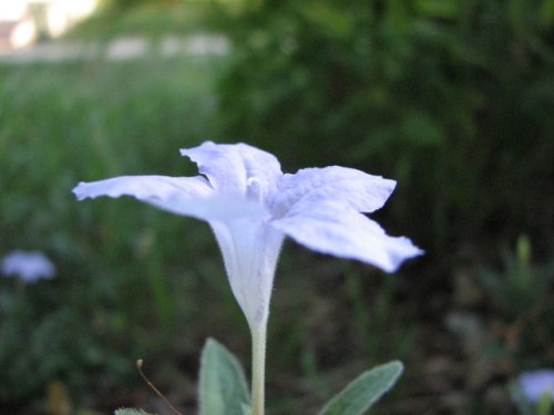 Prairie Petunia (Ruellia humilis)