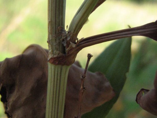 Pale Dock (Rumex altissimus)