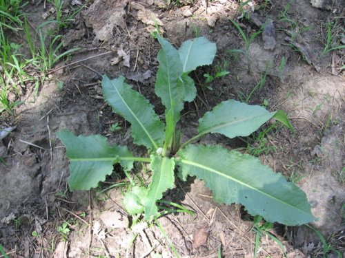 Curled Dock (Rumex crispus)