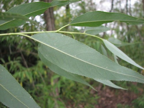 Peach Leaved Willow (Salix amygdaloides)