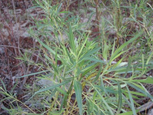 Sandbar Willow (Salix exigua)