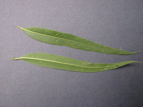 Black Willow (Salix nigra)