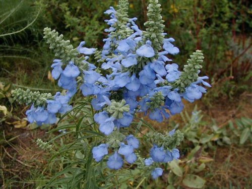 Blue Sage (Salvia azureus)