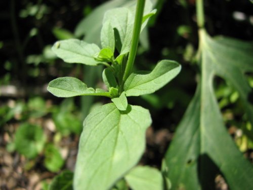 Lanceleaf Sage (Salvia reflexa)