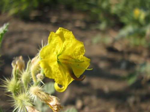 Buffalobur Nightshade (Solanum rostratum)