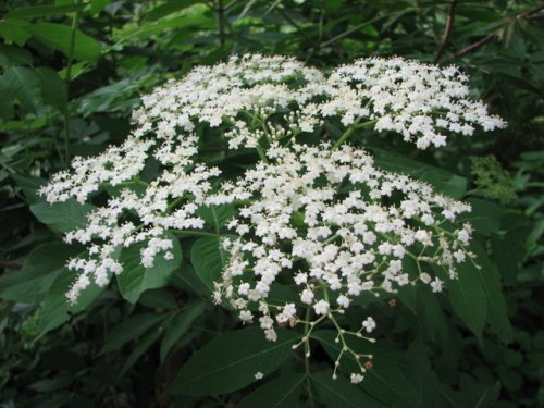 Elderberry (Sambucus canadensis)