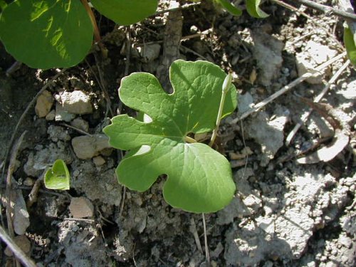 Bloodroot (Sanguinaria canadensis)