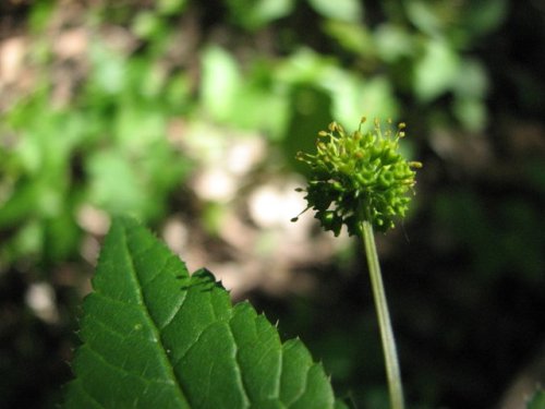 Fragrant Sanicle (Sanicula odorata)