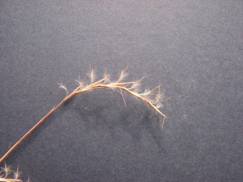 Little Bluestem (Schizachyrium scoparium)