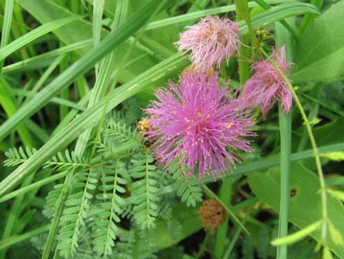 Sensitive Briar (Schrankia nuttalli)