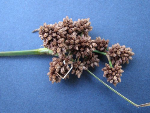 Green Bulrush (Scirpus atrovirens)