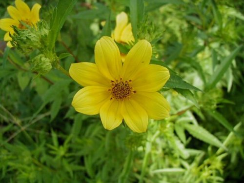 Bur Marigold (Bidens polylepis)