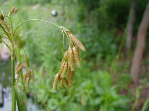 Drooping Bulrush (Scirpus pendulus)