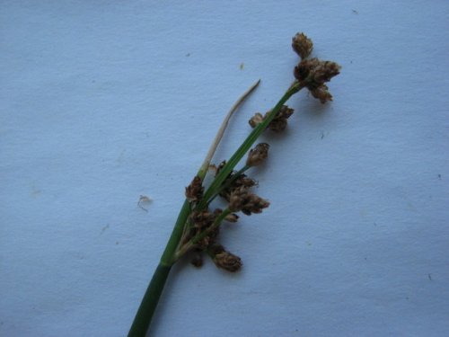 Softstem Bulrush (Schoenoplectus tabernaemontani)