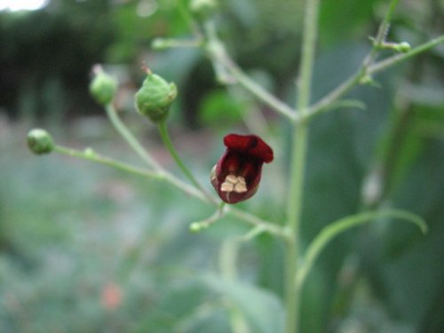 Maryland Figwort (Scrophularia marilandica)